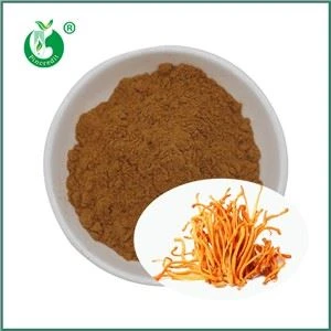 สารสกัด Cordyceps Militaris คืออะไร ส่วนผสมหลักมีอะไรบ้าง?
