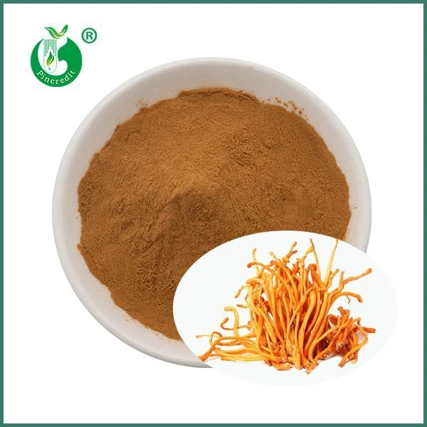 สารสกัดเห็ด Cordyceps Militaris ออร์แกนิค